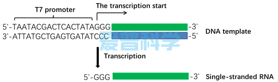 T7 High Yield Transcription Kit(图1)