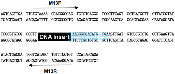 零背景pTOPO-Blunt Simple平末端克隆试剂盒/不含多克隆酶切位点MCS(图2)