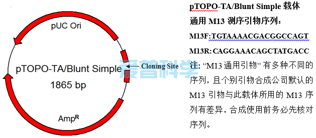 零背景pTOPO-TA/Blunt Simple通用克隆试剂盒(图1)