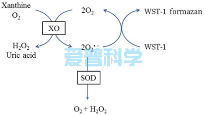 总超氧化物歧化酶(SOD)活性试剂盒(WST-1法)(图1)