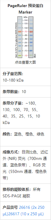 PageRuler Prestained Protein Ladder, 10 to 180 kDa(图1)