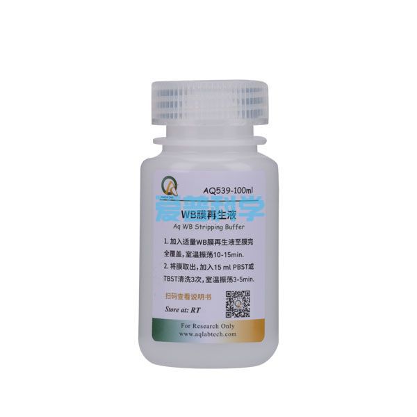 WB膜再生液,不带巯基乙醇(WB Stripping Buffer)
