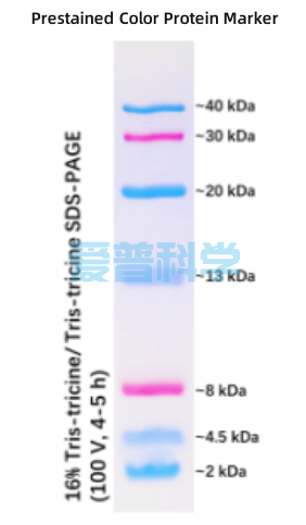 彩色预染蛋白Marker(2-40kDa）(图1)