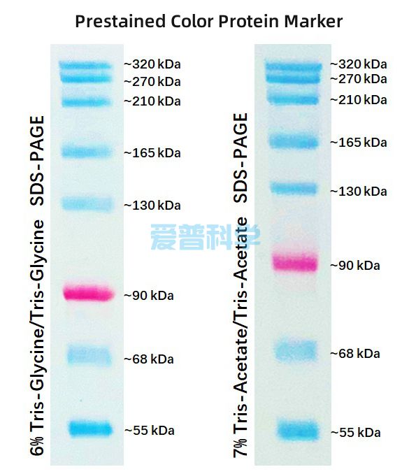 彩色预染蛋白Marker(55-320kDa）(图1)