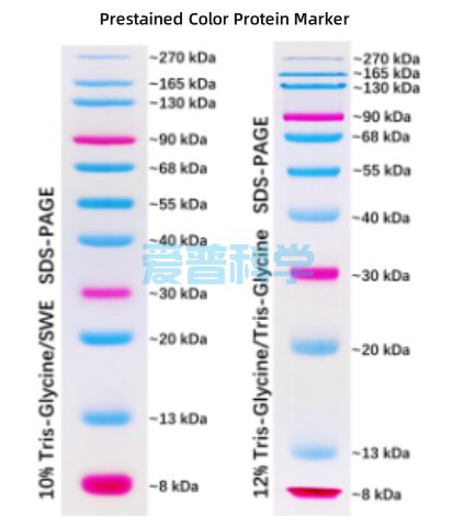 彩色预染蛋白Marker(8-270kDa）(图1)