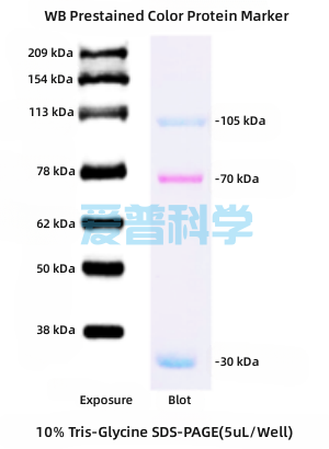 WB蛋白Marker,可显影(30-209kDa)(图1)