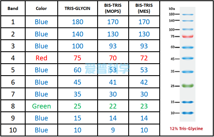 增强型彩色预染蛋白Marker(10-180kDa)(图2)