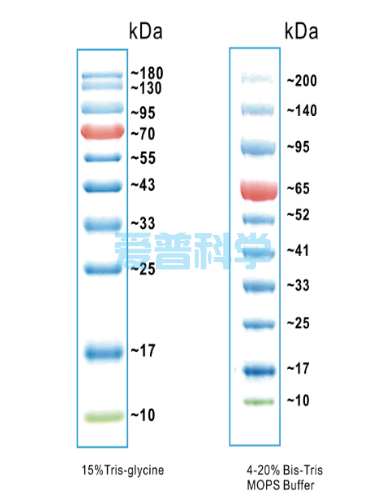 彩色预染蛋白Marker(10-180kDa)(图1)