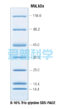 非预染蛋白Marker(14.4-116kDa)(图1)