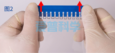 AipGel 变性蛋白预制胶,Bis-Tris,8%,12孔(图2) AipGel 变性蛋白预制胶,Bis-Tris,8%,12孔(图2)