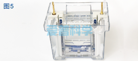 AipGel 变性蛋白预制胶,Bis-Tris,8%,12孔(图6) AipGel 变性蛋白预制胶,Bis-Tris,8%,12孔(图6)