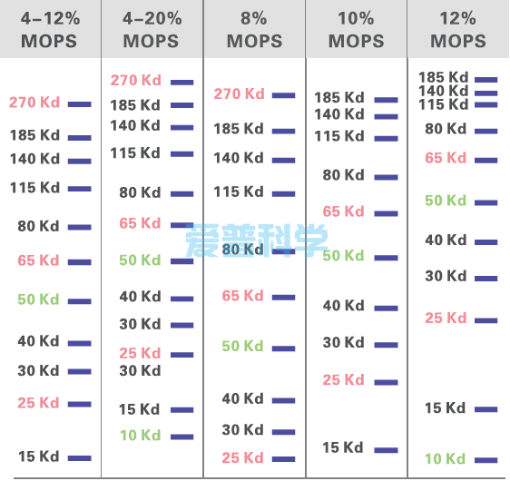 AipGel 变性蛋白预制胶,Bis-Tris,8%,12孔(图10) AipGel 变性蛋白预制胶,Bis-Tris,8%,12孔(图10)