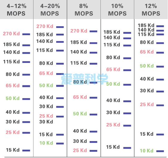 AipGel 变性蛋白预制胶,Bis-Tris,8％,12孔(图10)