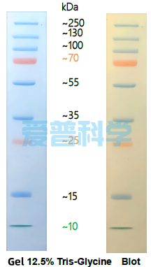 彩色预染蛋白Marker(10-250kDa)/Thermo同款(图1)
