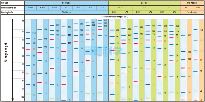 彩色预染蛋白Marker(10-250kDa)/Thermo同款(图2) 彩色预染蛋白Marker(10-250kDa)/Thermo同款(图2)