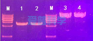 AipMix 2× HiFi FastLong PCR MasterMix(+Dye)(图1)