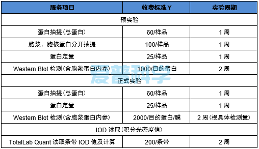 Western Blot(免疫印迹实验)(图1)