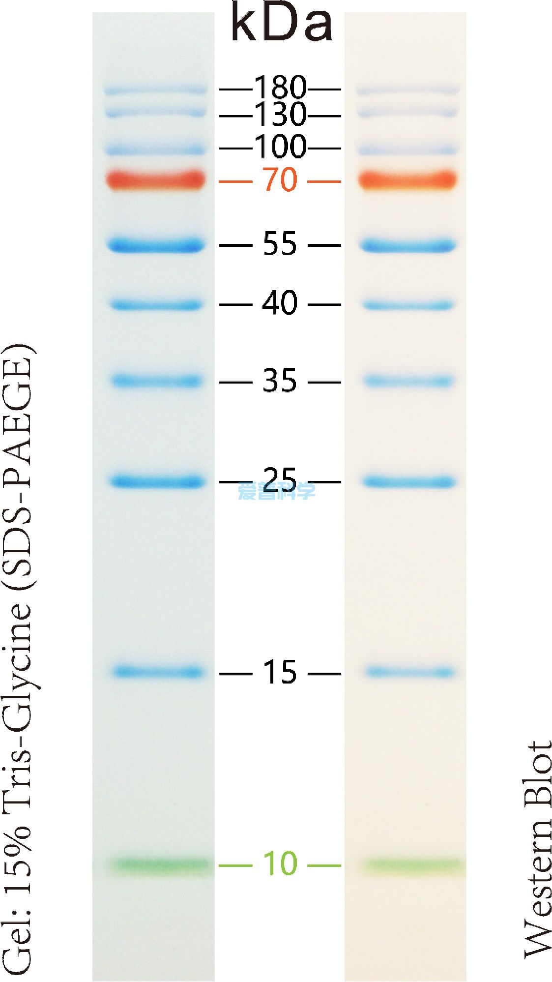 彩色预染蛋白Marker(10-180kDa)/Thermo同款(图1) 彩色预染蛋白Marker(10-180kDa)/Thermo同款(图1)