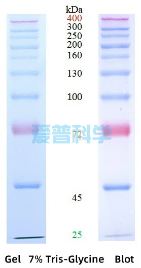彩色预染蛋白Marker(25-400kDa)(图1)