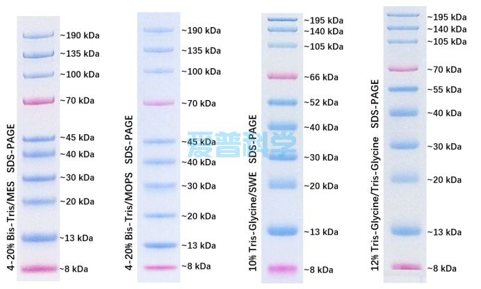 彩色预染蛋白Marker(8-195kDa)(图1)