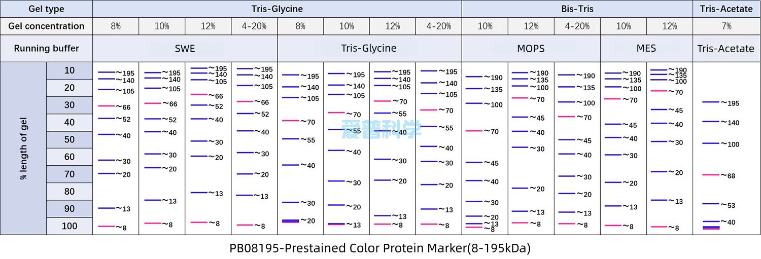 彩色预染蛋白Marker(8-195kDa)(图2)